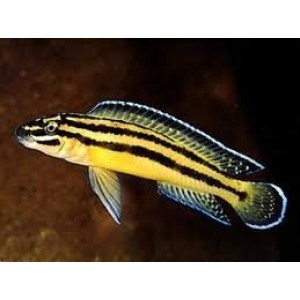 Julidochromis Ornatus yellow zaire 3-4cm